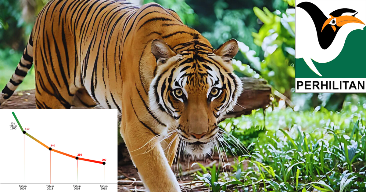 Malaysia Wildlife Dept. Commences Study to Monitor Malayan Tiger Population