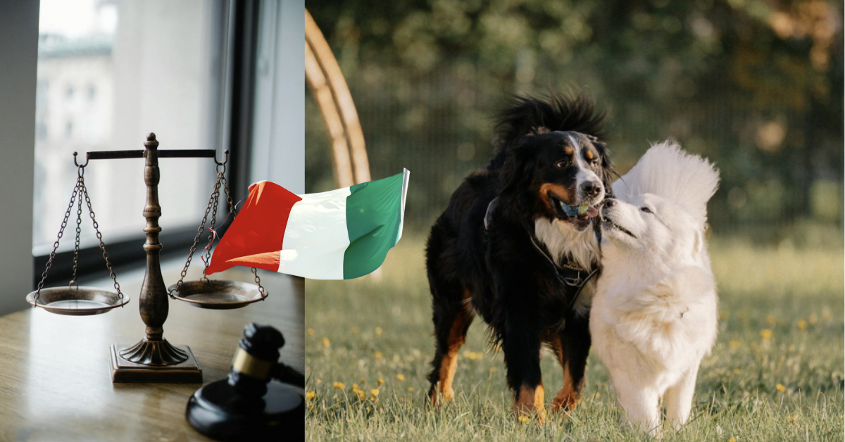 Italy Strengthens Animal Protection Laws, Criminalises Dogfighting and Dog Chaining