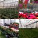 Costs climb, crops wait – Italian growers sound alarm over fertiliser price surge, export disruptions amid Hormuz crisis