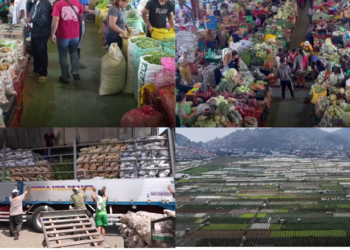 ‘Cheaper to let vegetables rot than bring to market’ – Filipino farmers crushed by fuel crisis from Middle East conflict