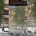 Bengaluru downpour – At least 10 killed by record-breaking rainfall in ‘Silicon Valley of India’