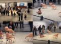 Billionaires byte back! – Musk, Bezos and Zuckerberg as ROBOT DOGS at Berlin museum