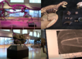 Argentine scientists discover new dinosaur species that roamed the Earth 70 million years ago