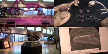 Argentine scientists discover new dinosaur species that roamed the Earth 70 million years ago
