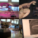 Argentine scientists discover new dinosaur species that roamed the Earth 70 million years ago