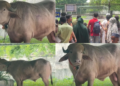 Buffalo named ‘Donald Trump’ is spared Eid sacrifice and moved to zoo in Bangladesh