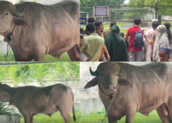 Buffalo named ‘Donald Trump’ is spared Eid sacrifice and moved to zoo in Bangladesh