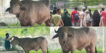 Buffalo named ‘Donald Trump’ is spared Eid sacrifice and moved to zoo in Bangladesh