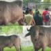 Buffalo named ‘Donald Trump’ is spared Eid sacrifice and moved to zoo in Bangladesh