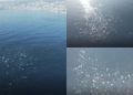 Hundreds of dolphins spotted off Chile’s coast in spectacular drone footage