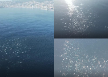 Hundreds of dolphins spotted off Chile’s coast in spectacular drone footage
