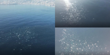 Hundreds of dolphins spotted off Chile’s coast in spectacular drone footage