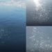 Hundreds of dolphins spotted off Chile’s coast in spectacular drone footage