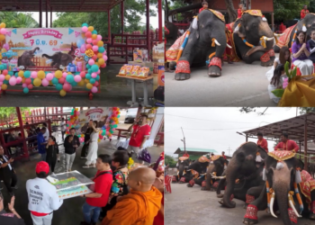 ‘World’s first’ mixed-sex elephant twins celebrate second birthday in Thailand