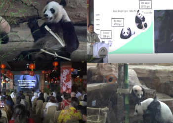 Bear-y special! First panda cub born in Indonesia makes public debut in West Java