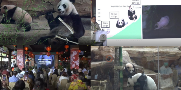 Bear-y special! First panda cub born in Indonesia makes public debut in West Java