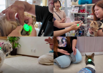 Japan tech firm helps deaf dogs with vibration-led audio aid