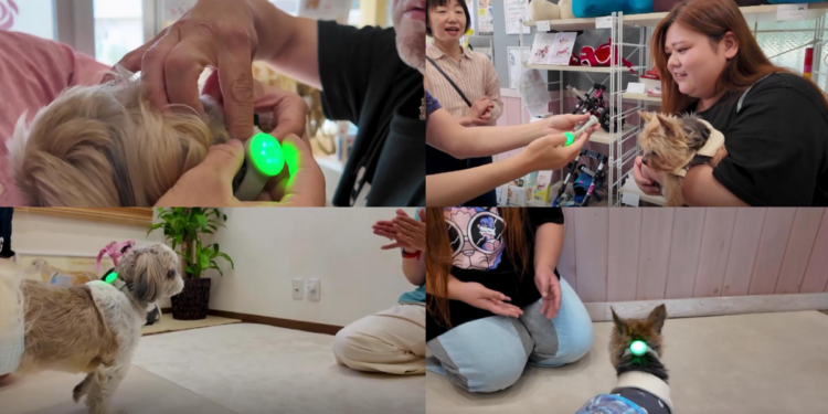 Japan tech firm helps deaf dogs with vibration-led audio aid