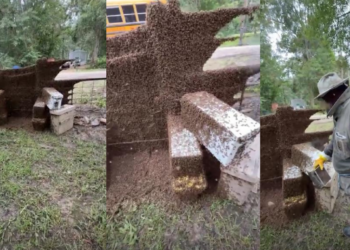 The Swarm! – Millions of honey bees escape in rural Texas neighbourhood after beehive delivery truck overturns