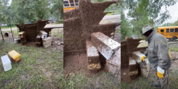 The Swarm! – Millions of honey bees escape in rural Texas neighbourhood after beehive delivery truck overturns