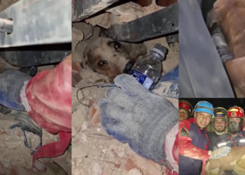 Trapped Dog Fed Water Before Rescuers Pull It Alive From Venezuela Rubble