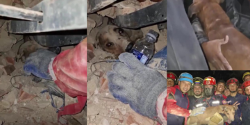 Trapped Dog Fed Water Before Rescuers Pull It Alive From Venezuela Rubble