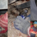 Trapped Dog Fed Water Before Rescuers Pull It Alive From Venezuela Rubble