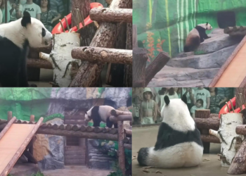 Moscow Zoo shares rare glimpse of mummy Ding Ding and young Katyusha