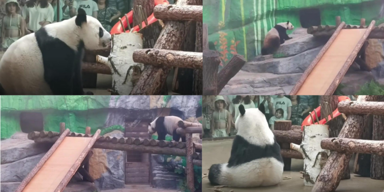 Moscow Zoo shares rare glimpse of mummy Ding Ding and young Katyusha