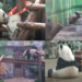 Moscow Zoo shares rare glimpse of mummy Ding Ding and young Katyusha