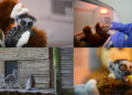 Abandoned baby lemur Tiana finds comfort in plushie toy mama