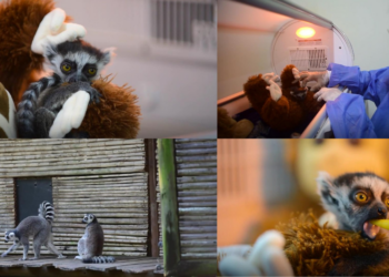 Abandoned baby lemur Tiana finds comfort in plushie toy mama