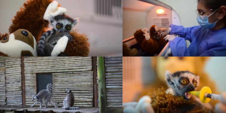 Abandoned baby lemur Tiana finds comfort in plushie toy mama