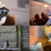 Abandoned baby lemur Tiana finds comfort in plushie toy mama