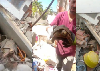 One tough shell! – Turtle freed from Venezuela rubble over ONE MONTH after deadly quakes
