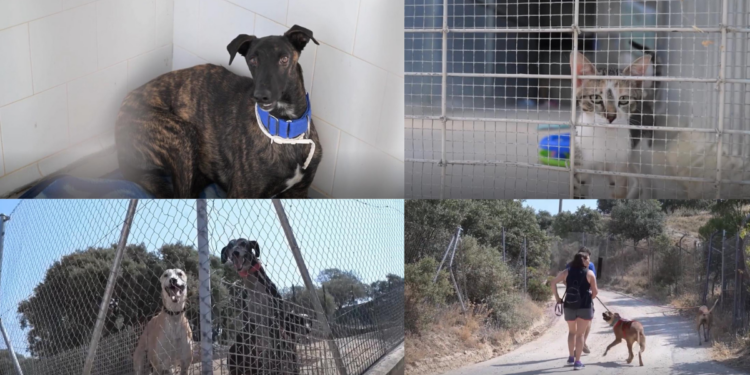 Madrid shelter fills with pets evacuated from Spain’s record wildfire