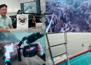 Hong Kong researchers test new ways to restore reefs in urban waters
